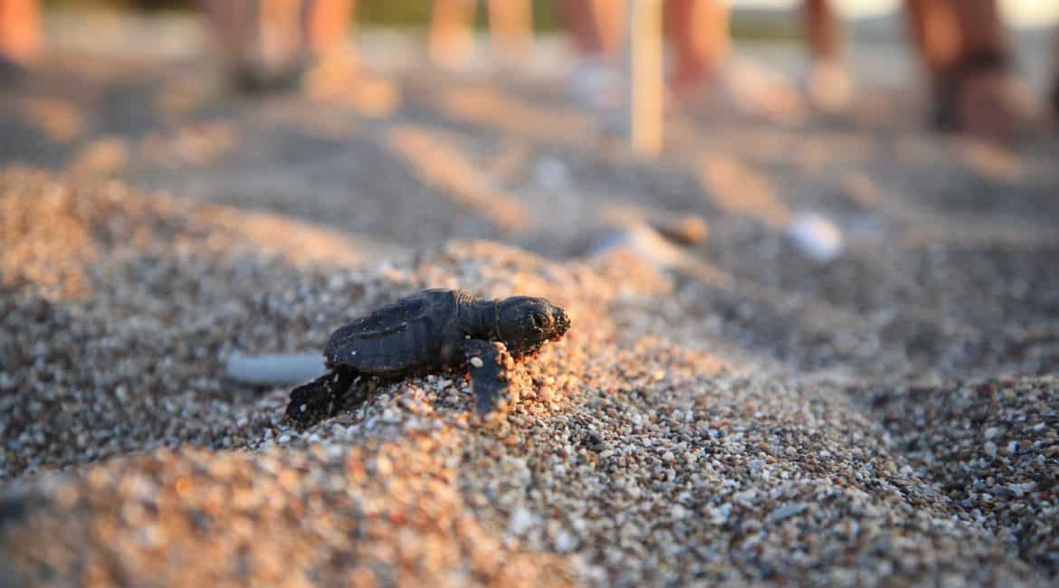 ANTALYA’DA CARETTA CARETTA YAVRULARININ ZORLU YOLCULUĞU BAŞLADI