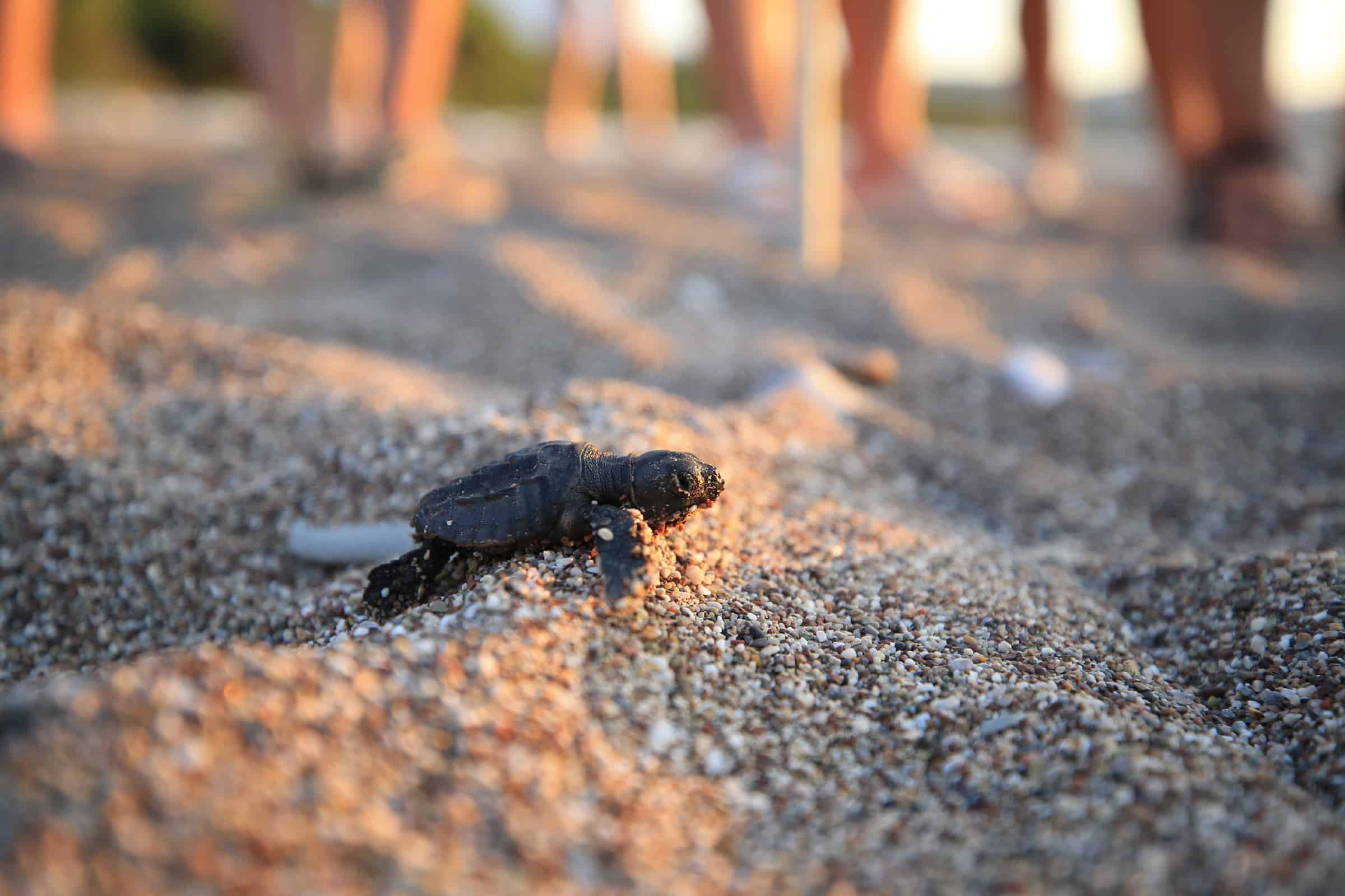 ANTALYA’DA CARETTA CARETTA YAVRULARININ ZORLU YOLCULUĞU BAŞLADI